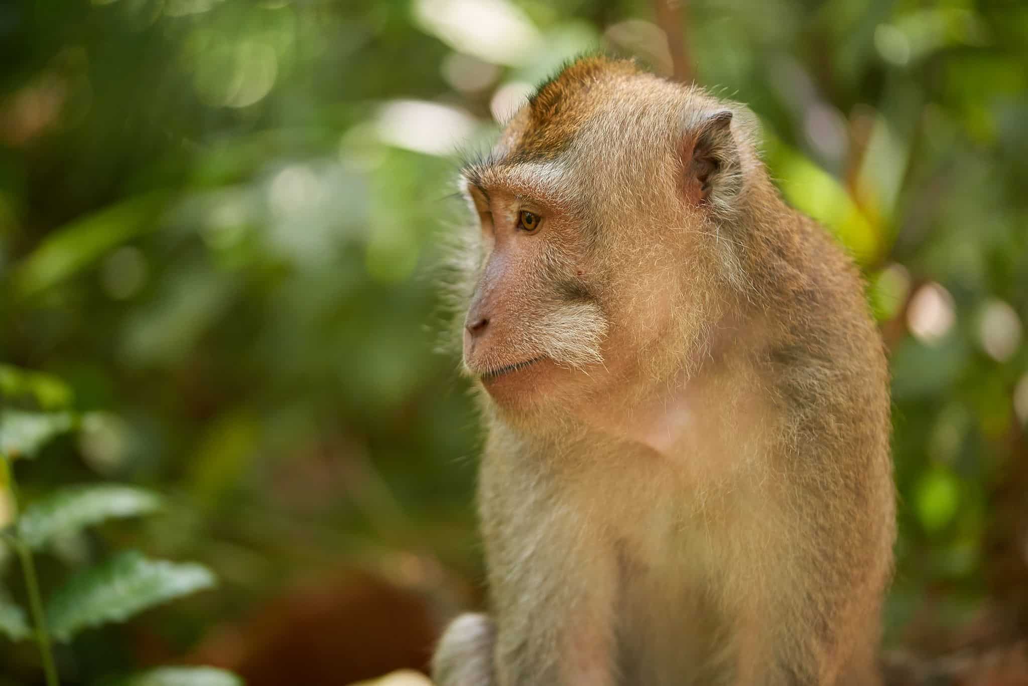 Monkey Forest, Ubud Monkey Forest, Ubud