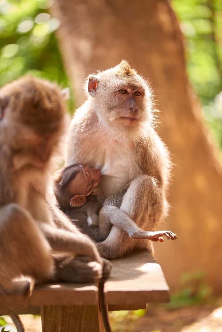 Mother and baby, Monkey Forest, Ubud Mother and baby, Monkey Forest, Ubud