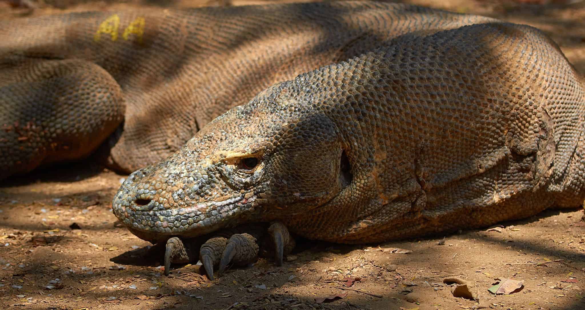 Komodo Dragon Komodo Dragon
