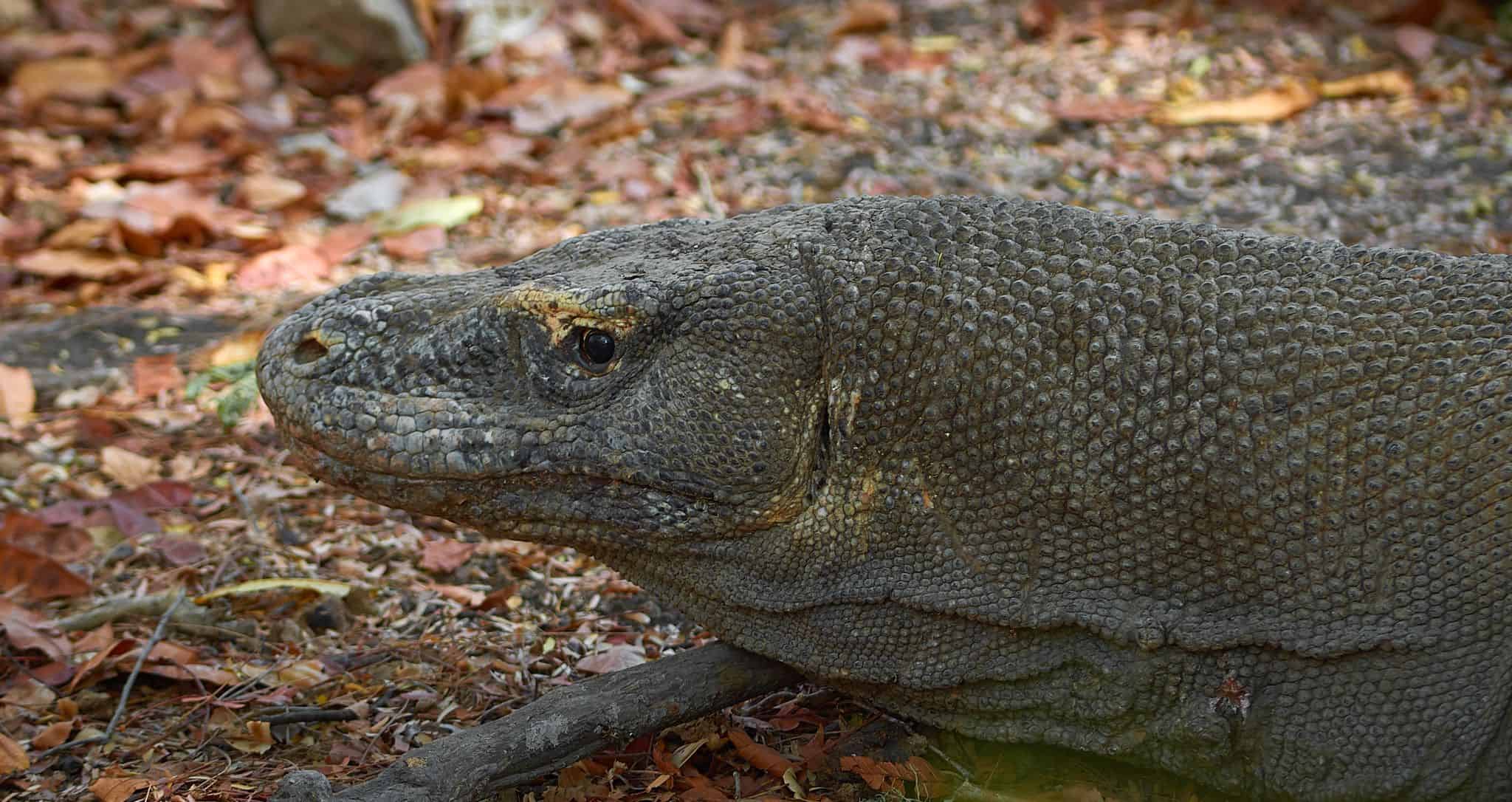 Komodo Dragon