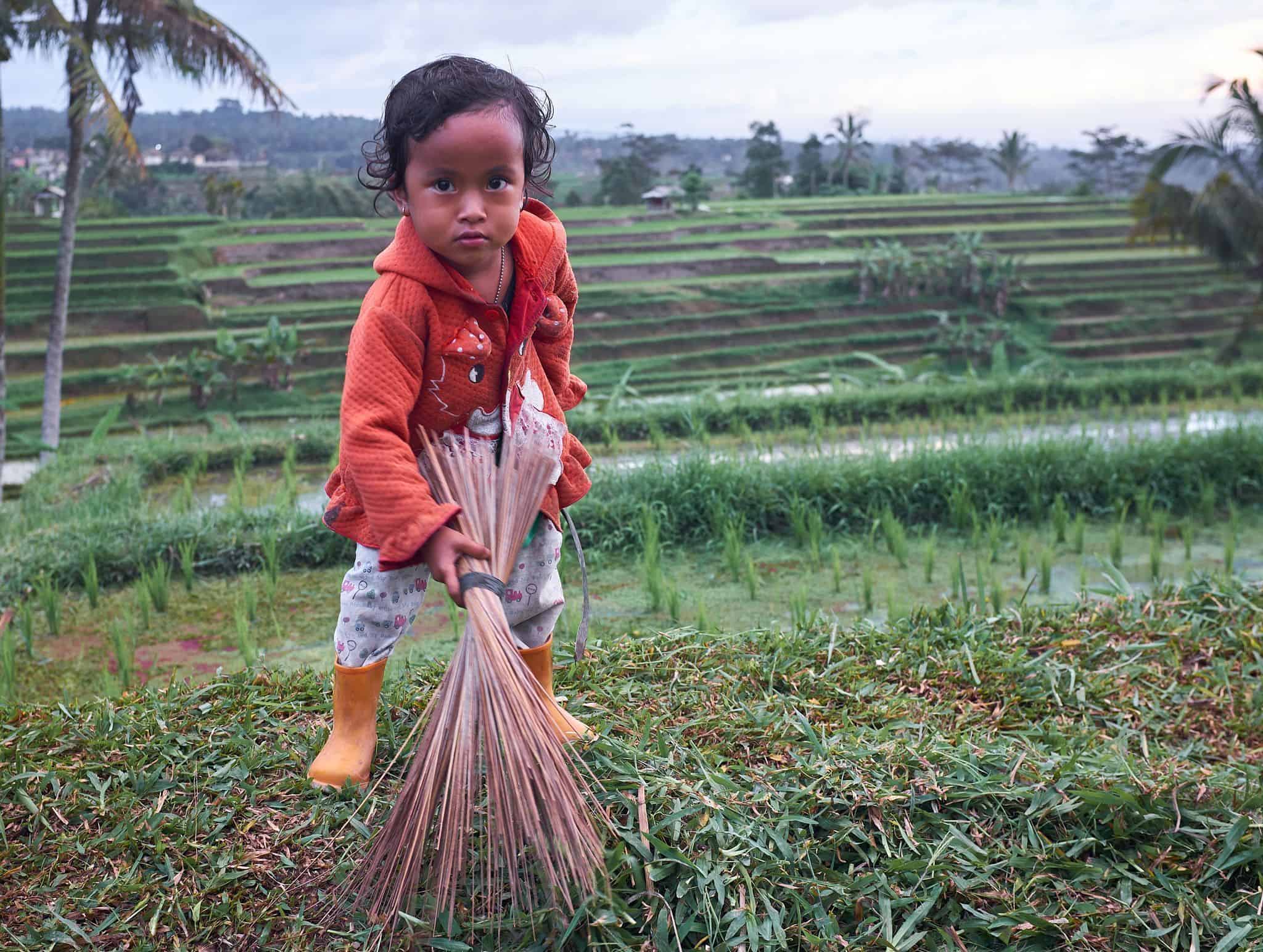 Little girl at Jatilowih Little girl at Jatilowih, working on the rice fields