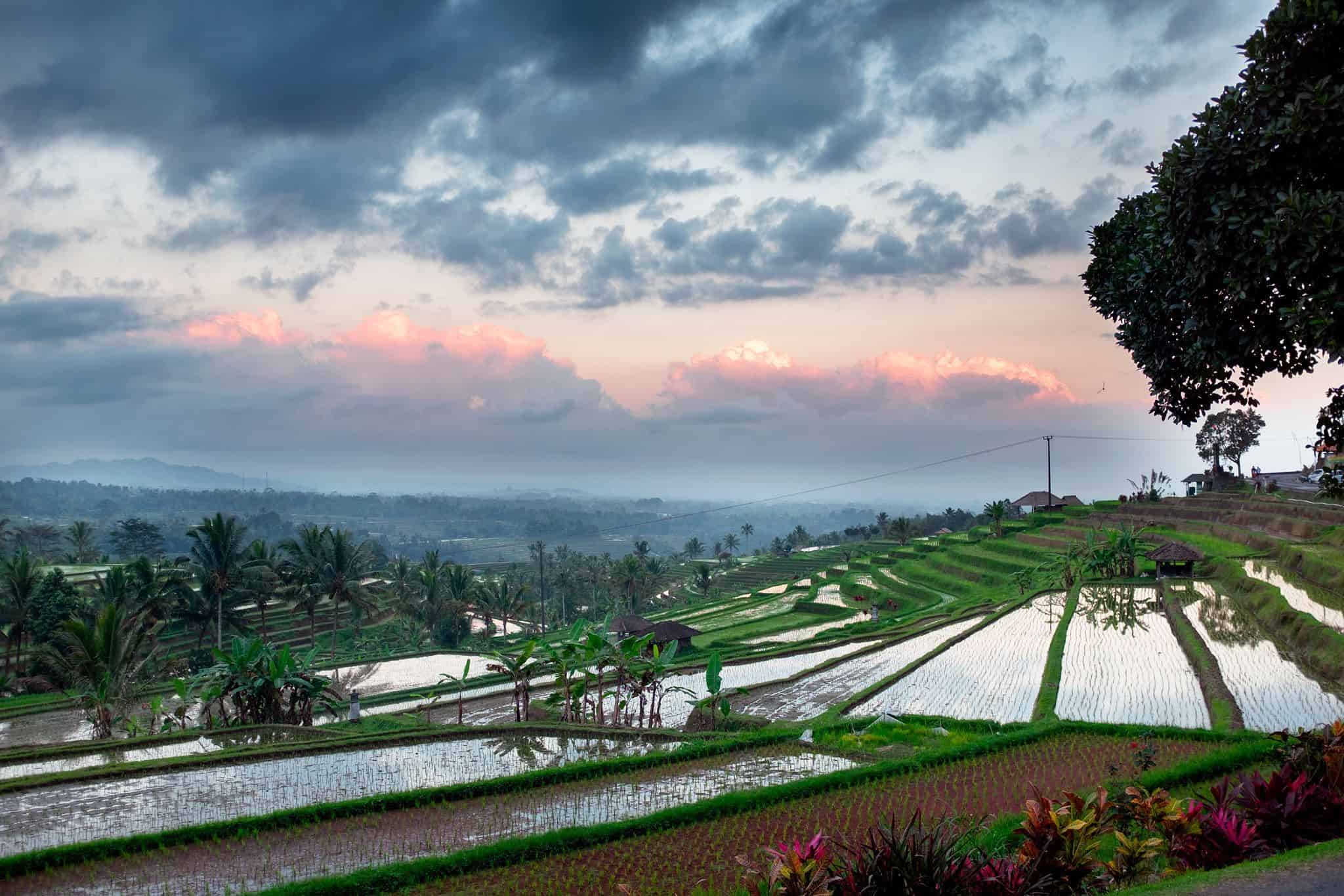Rice Fields, Jatilowih Rice Fields, Jatilowih, at Sunset
