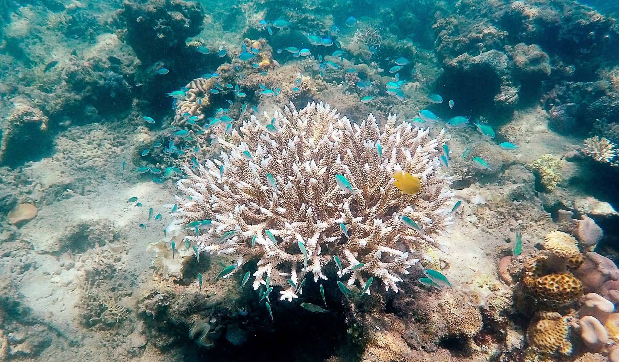 Coral Reef, Komodo, at Sylvia Resort (Flores) Coral Reef, Komodo, at Sylvia Resort (Flores)