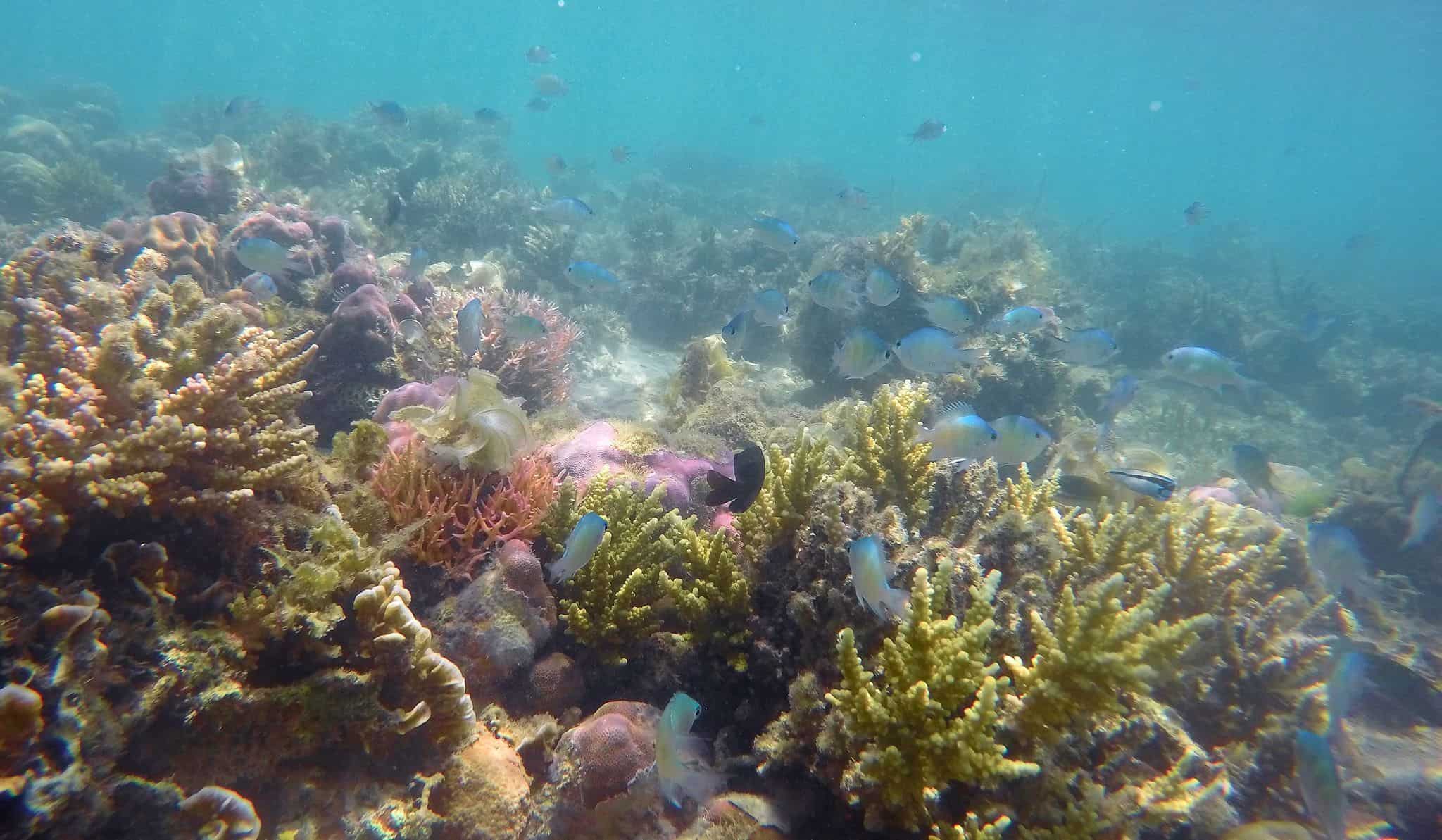 Coral Reef, Komodo, at Sylvia Resort (Flores) Coral Reef, Komodo, at Sylvia Resort (Flores)