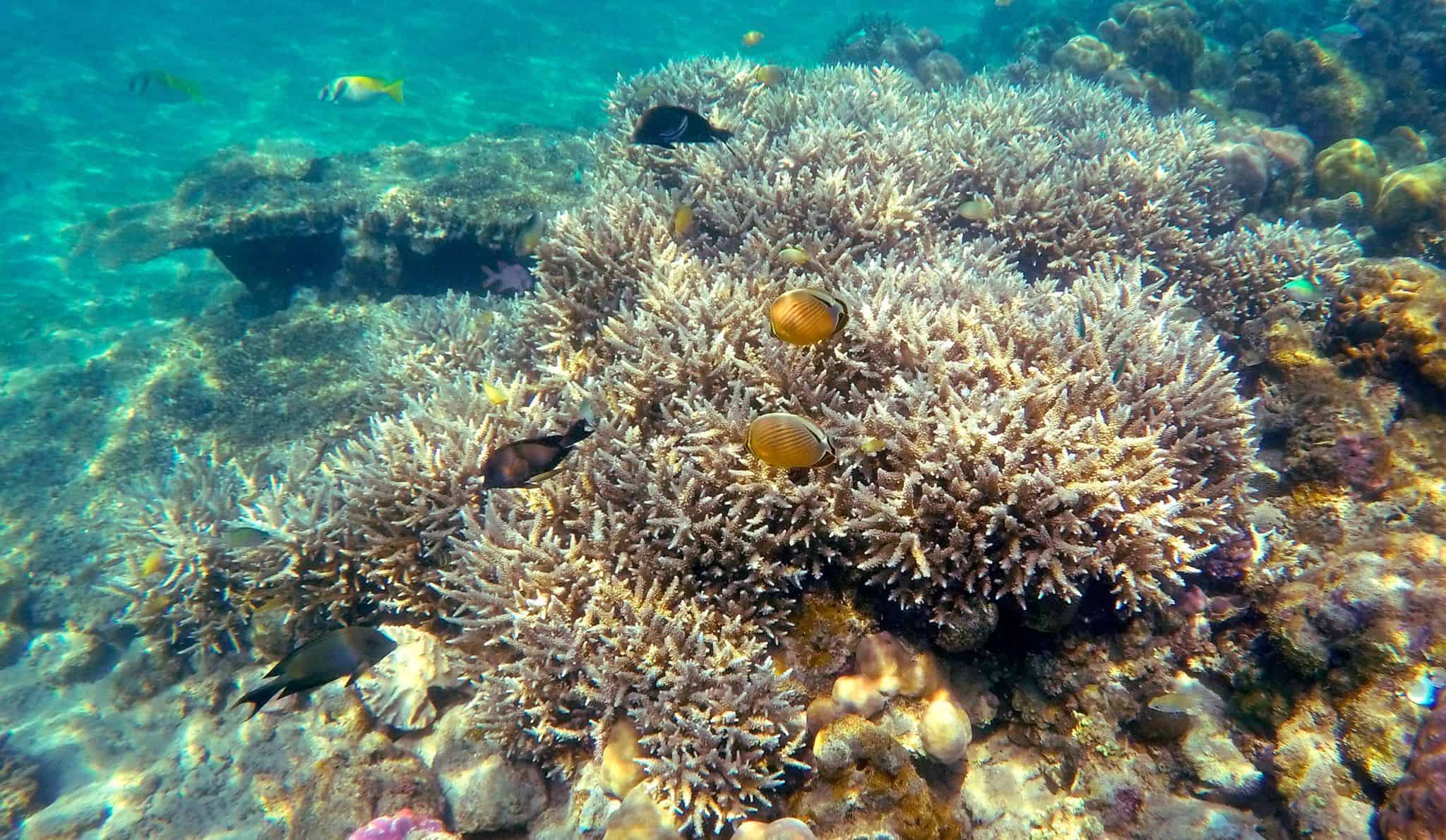 Coral Reef, Komodo, at Sylvia Resort (Flores) Coral Reef, Komodo, at Sylvia Resort (Flores)
