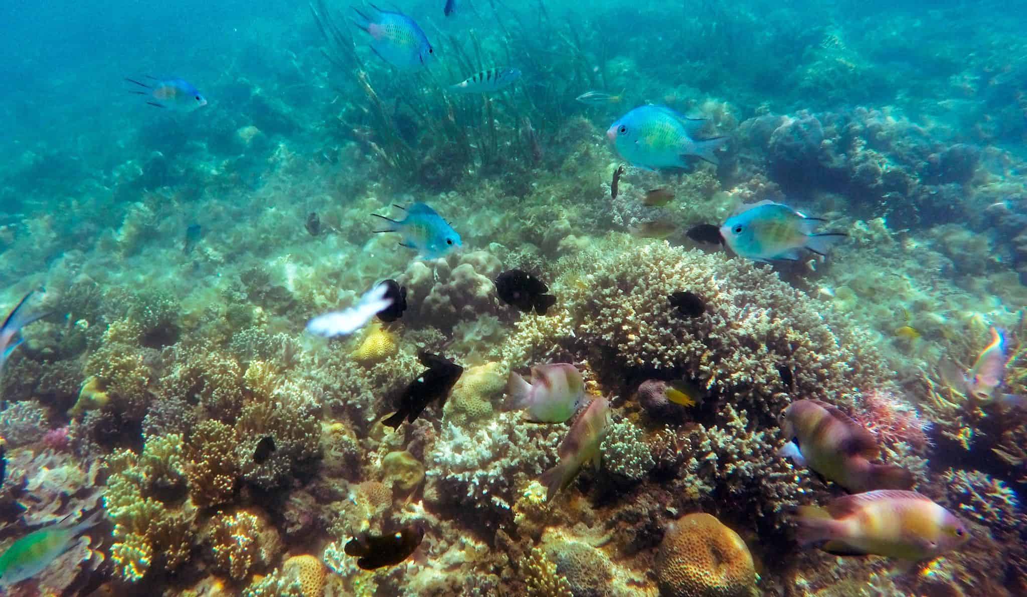 Coral Reef, Komodo, at Sylvia Resort (Flores) Coral Reef, Komodo, at Sylvia Resort (Flores)