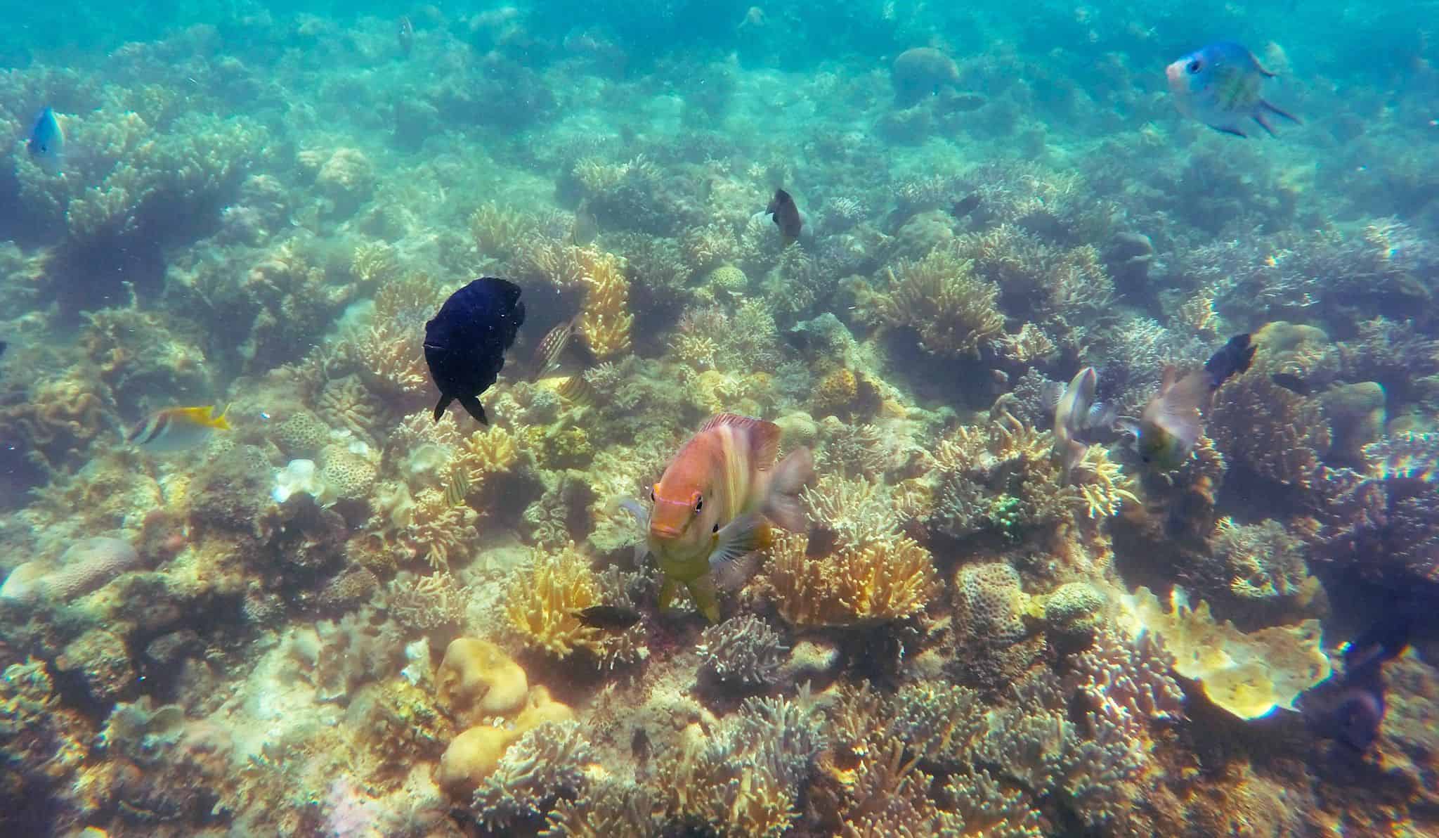 Coral Reef, Komodo, at Sylvia Resort (Flores) Coral Reef, Komodo, at Sylvia Resort (Flores)
