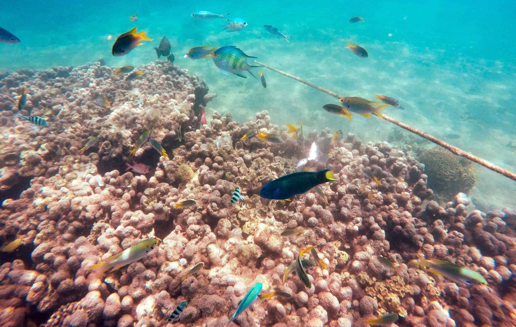 Coral Reef, Komodo, at Sylvia Resort (Flores) Coral Reef, Komodo, at Sylvia Resort (Flores)