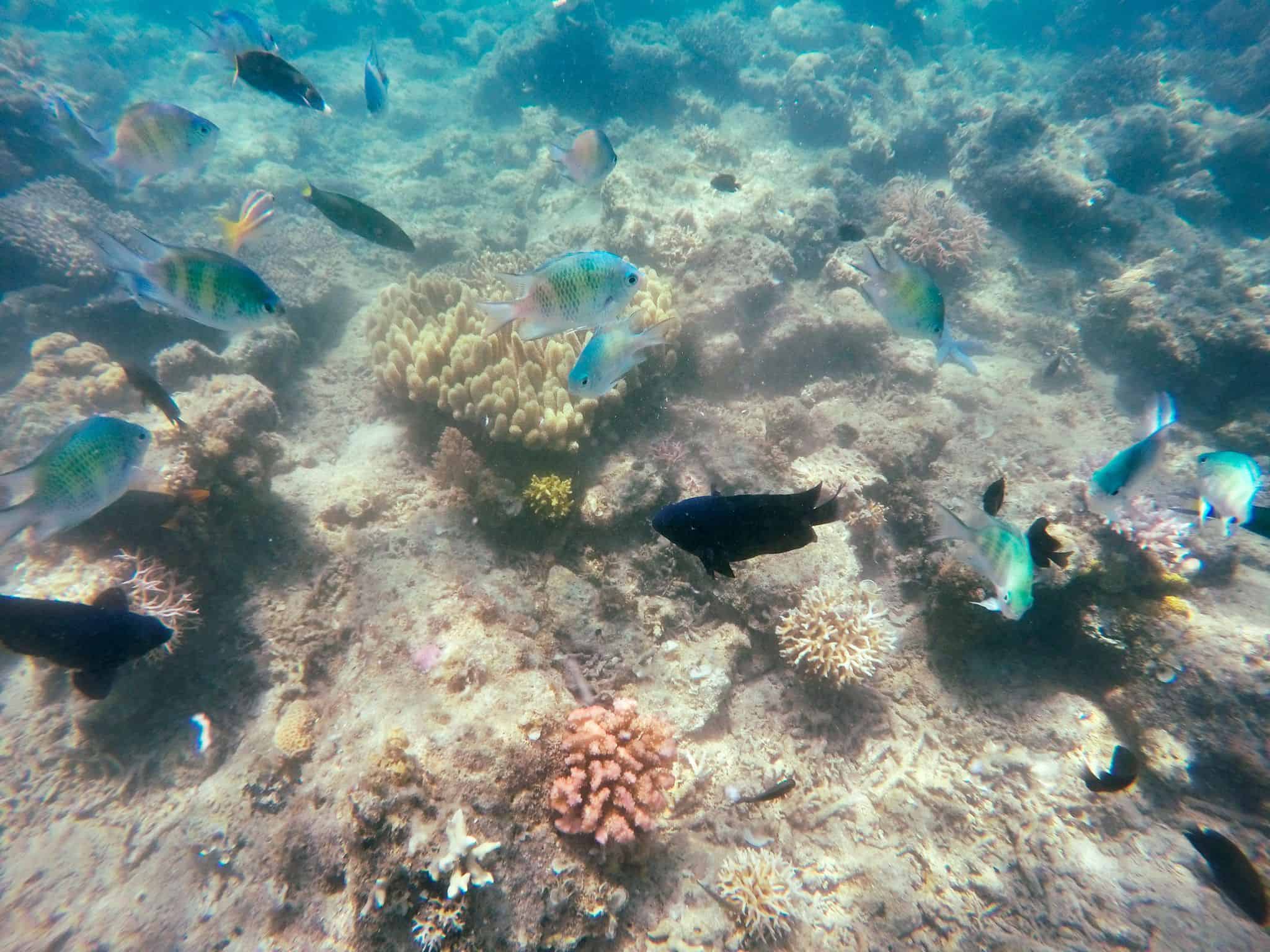 Coral Reef, Komodo, at Sylvia Resort (Flores) Coral Reef, Komodo, at Sylvia Resort (Flores)