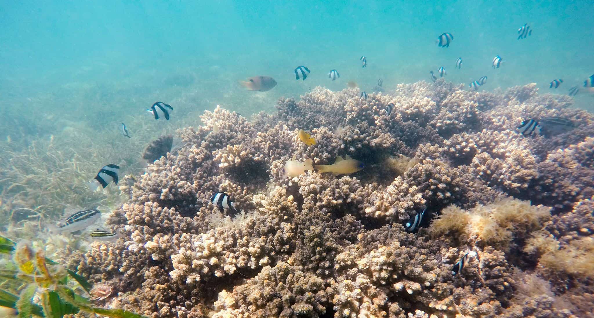 Coral Reef, Komodo, at Sylvia Resort (Flores) Coral Reef, Komodo, at Sylvia Resort (Flores)